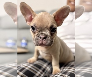 French Bulldog Puppy for sale in NAPLES, FL, USA