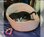 Small #2 Mutt