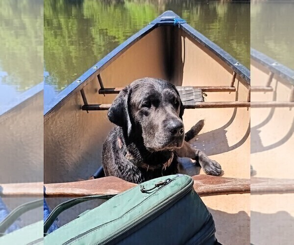 Medium Photo #1 Labrador Retriever Puppy For Sale in PALMYRA, VA, USA