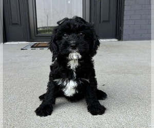 Cavapoo Puppy for sale in FRANKLIN, IN, USA