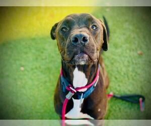Labrador Retriever-Unknown Mix Dogs for adoption in Orlando, FL, USA