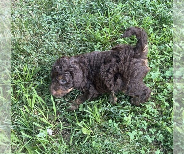 Medium Photo #9 Aussiedoodle Puppy For Sale in SWANNANOA, NC, USA