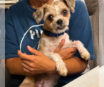 Small Shih Tzu Mix