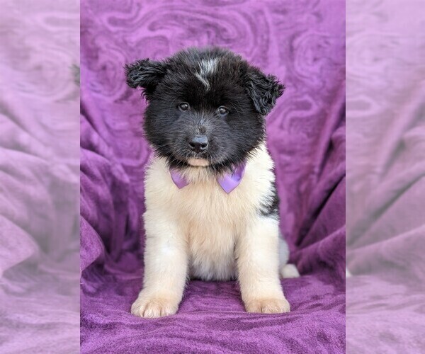 Medium Photo #1 Akita Puppy For Sale in CHRISTIANA, PA, USA