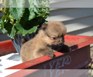Pomeranian Puppy for Sale in GREENWOOD, Wisconsin USA