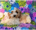 Small Photo #4 Cocker Spaniel-Poodle (Miniature) Mix Puppy For Sale in NOTTINGHAM, PA, USA