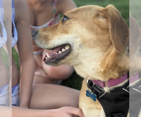 Medium Photo #5 Mutt Puppy For Sale in Fargo, ND, USA