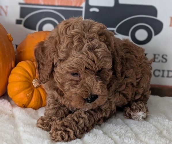 Medium Photo #4 Poodle (Miniature) Puppy For Sale in GOSHEN, IN, USA