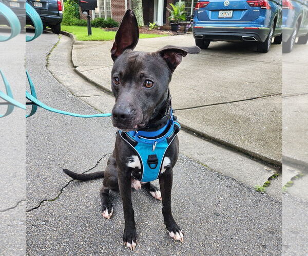Medium Photo #10 Labrador Retriever-Unknown Mix Puppy For Sale in Atlanta, GA, USA