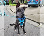 Small #9 Labrador Retriever Mix