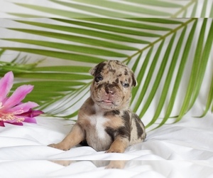 American Bully Puppy for sale in DE LEON SPRINGS, FL, USA