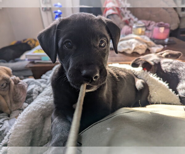 Medium Photo #7 Labrador Retriever-Unknown Mix Puppy For Sale in St. Louis Park, MN, USA