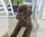 Small Photo #15 Newfoundland Puppy For Sale in TILTON, IL, USA