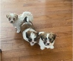 Image preview for Ad Listing. Nickname: Litter of 3