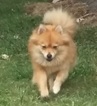 Small Photo #1 Pomeranian Puppy For Sale in INDEPENDENCE, OR, USA