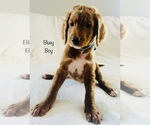 Small Photo #8 Goldendoodle Puppy For Sale in PHOENIX, AZ, USA