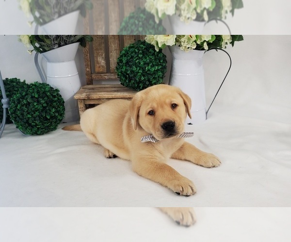 Medium Photo #2 Labrador Retriever Puppy For Sale in COLLEGE STA, TX, USA