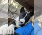 Puppy 1 Alaskan Husky-Timber Wolf Mix