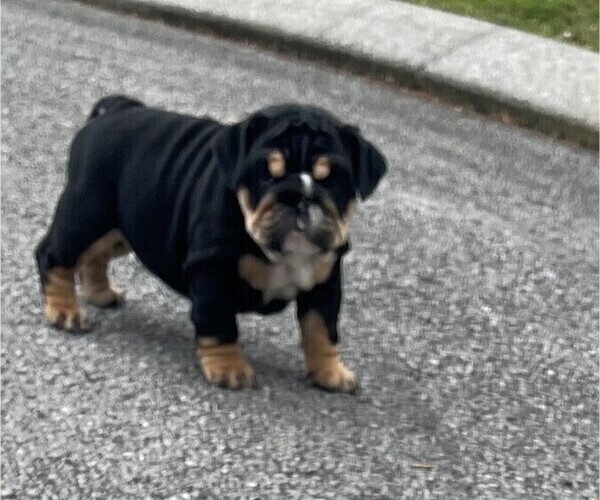 Medium Photo #1 Bulldog Puppy For Sale in CHATTANOOGA, TN, USA