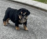 Small Photo #1 Bulldog Puppy For Sale in CHATTANOOGA, TN, USA