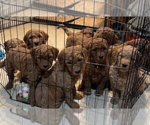 Double Doodle Puppy for Sale in SAN JOSE, California USA