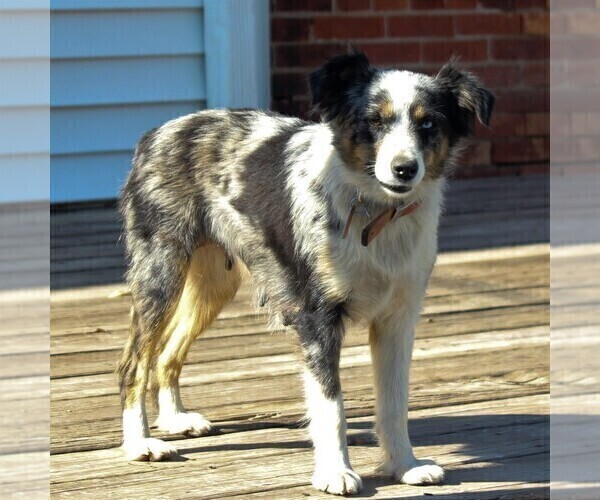 Medium Photo #1 Miniature Australian Shepherd Puppy For Sale in STRASBURG, PA, USA