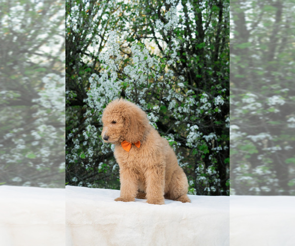Medium Photo #4 Goldendoodle Puppy For Sale in NASHVILLE, TN, USA