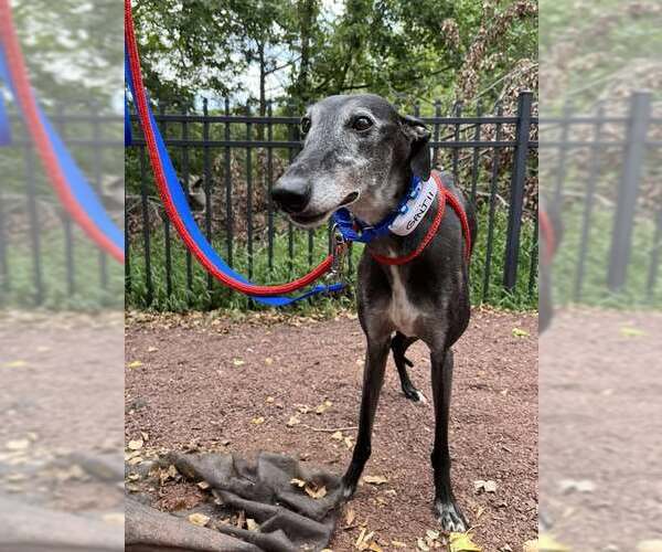 Medium Photo #2 Greyhound Puppy For Sale in Cherry Hill, NJ, USA