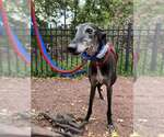 Small #1 Greyhound