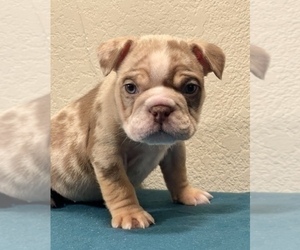 English Bulldog Puppy for sale in NEW YORK, NY, USA