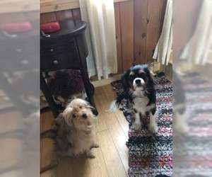 Father of the Cavalier King Charles Spaniel-Scorkie Mix puppies born on 03/20/2019