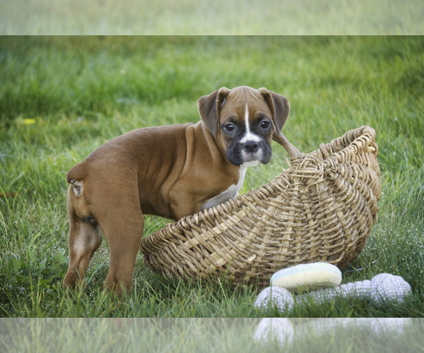 Medium Photo #3 Boxer Puppy For Sale in SHIPSHEWANA, IN, USA