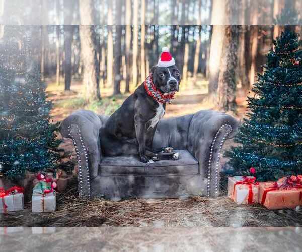 Medium Photo #15 American Pit Bull Terrier-Labrador Retriever Mix Puppy For Sale in Brewster, NY, USA