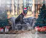 Small #14 American Pit Bull Terrier-Labrador Retriever Mix