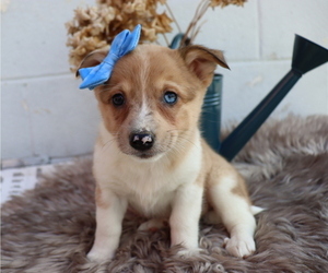 Anatolian Shepherd-Pembroke Welsh Corgi Mix Puppy for sale in HONEY BROOK, PA, USA