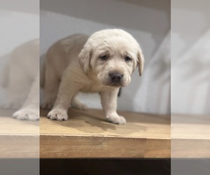 Labrador Retriever Puppy for sale in YUCAIPA, CA, USA