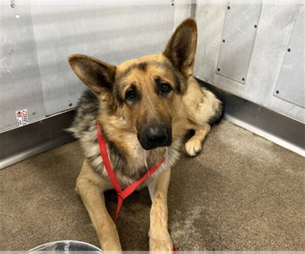 Medium Photo #1 German Shepherd Dog Puppy For Sale in San Bernardino, CA, USA