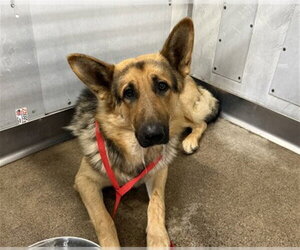 German Shepherd Dog Dogs for adoption in San Bernardino, CA, USA