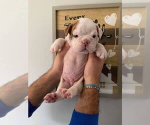 Bulldog Puppy for sale in MIAMI, FL, USA