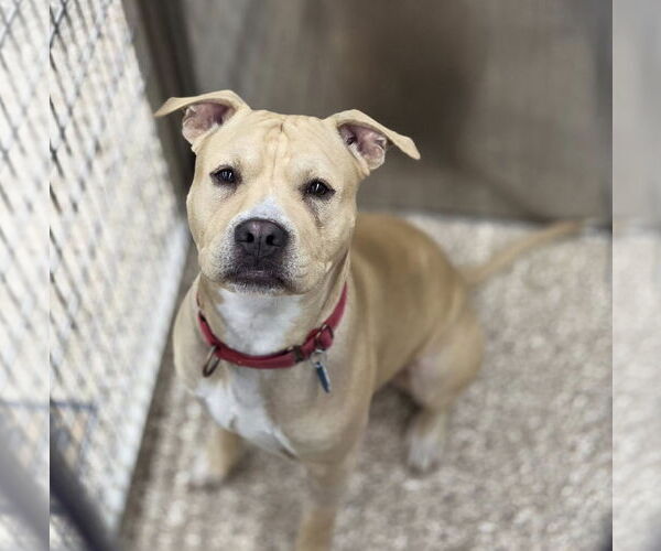 Medium Photo #2 American Pit Bull Terrier-Unknown Mix Puppy For Sale in Martinsburg, WV, USA