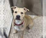 Small #1 American Pit Bull Terrier Mix