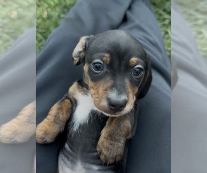 Dachshund Puppy for sale in DES MOINES, IA, USA