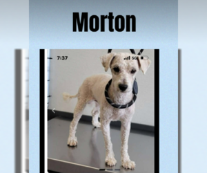 Mutt Dogs for adoption in Cranston, RI, USA