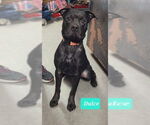 Small #1 Bullboxer Pit