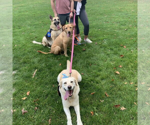 Medium Photo #6 German Shepherd Dog Puppy For Sale in Millburn, NJ, USA