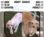 Small Photo #19 Cavapoo (Miniature) Puppy For Sale in GOSHEN, IN, USA
