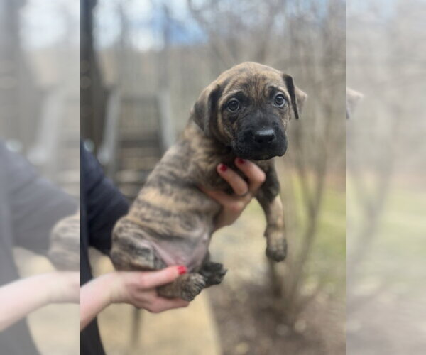 Medium Photo #3 Mutt Puppy For Sale in Imlay City, MI, USA