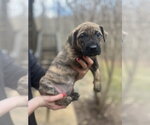 Small #2 Mutt