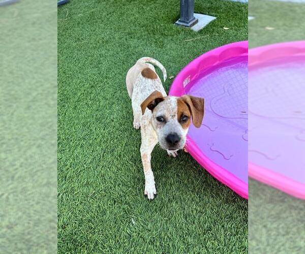 Medium Photo #1 Mutt Puppy For Sale in Downey, CA, USA