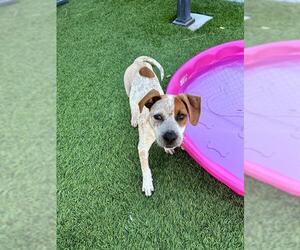 Mutt Dogs for adoption in Downey, CA, USA